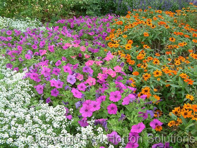 Alyssum, petunias and zinnias